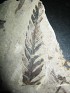Odontopteris Brardii  Spain. Uploaded by Granotius